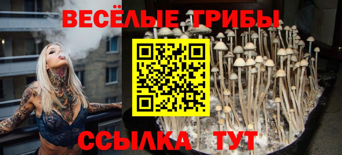 Топки  Псилоцибиновые грибы прущие грибы  Вход с VPN 